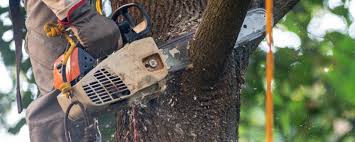 Gulfport, MS Tree Services Company