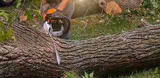 Best Tree Health Inspection  in Gulfport, MS