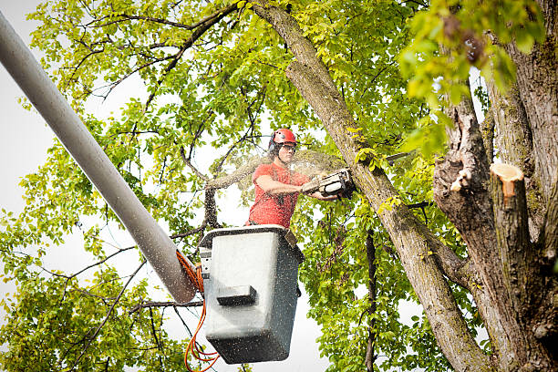 Why Choose Our Tree Removal Services in Gulfport, MS?